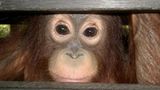 Menschenaffen: Orang-Utans in Not