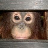 Menschenaffen: Orang-Utans in Not
