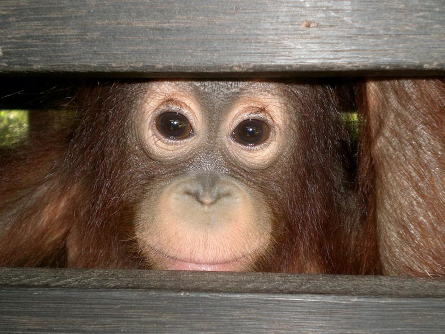 Menschenaffen: Orang-Utans in Not