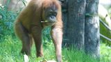 Menschenaffen: Orang-Utans in Not - Bild 2