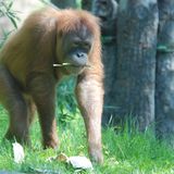 Menschenaffen: Orang-Utans in Not - Bild 2