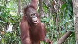 Menschenaffen: Orang-Utans in Not - Bild 3