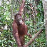 Menschenaffen: Orang-Utans in Not - Bild 3