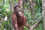 Menschenaffen: Orang-Utans in Not - Bild 3