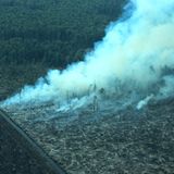 Menschenaffen: Orang-Utans in Not - Bild 4