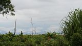Menschenaffen: Orang-Utans in Not - Bild 5