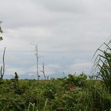 Menschenaffen: Orang-Utans in Not - Bild 5