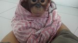 Menschenaffen: Orang-Utans in Not - Bild 6