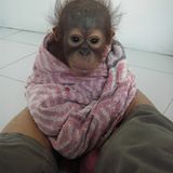 Menschenaffen: Orang-Utans in Not - Bild 6