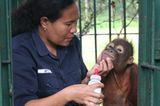 Menschenaffen: Orang-Utans in Not - Bild 7