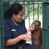 Menschenaffen: Orang-Utans in Not - Bild 7