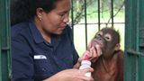 Menschenaffen: Orang-Utans in Not - Bild 7