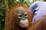 Menschenaffen: Orang-Utans in Not - Bild 9