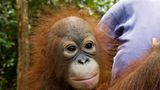 Menschenaffen: Orang-Utans in Not - Bild 9