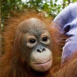 Menschenaffen: Orang-Utans in Not - Bild 9