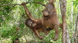 Menschenaffen: Orang-Utans in Not - Bild 10