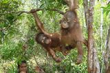 Menschenaffen: Orang-Utans in Not - Bild 10
