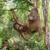 Menschenaffen: Orang-Utans in Not - Bild 10