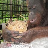 Menschenaffen: Orang-Utans in Not - Bild 11