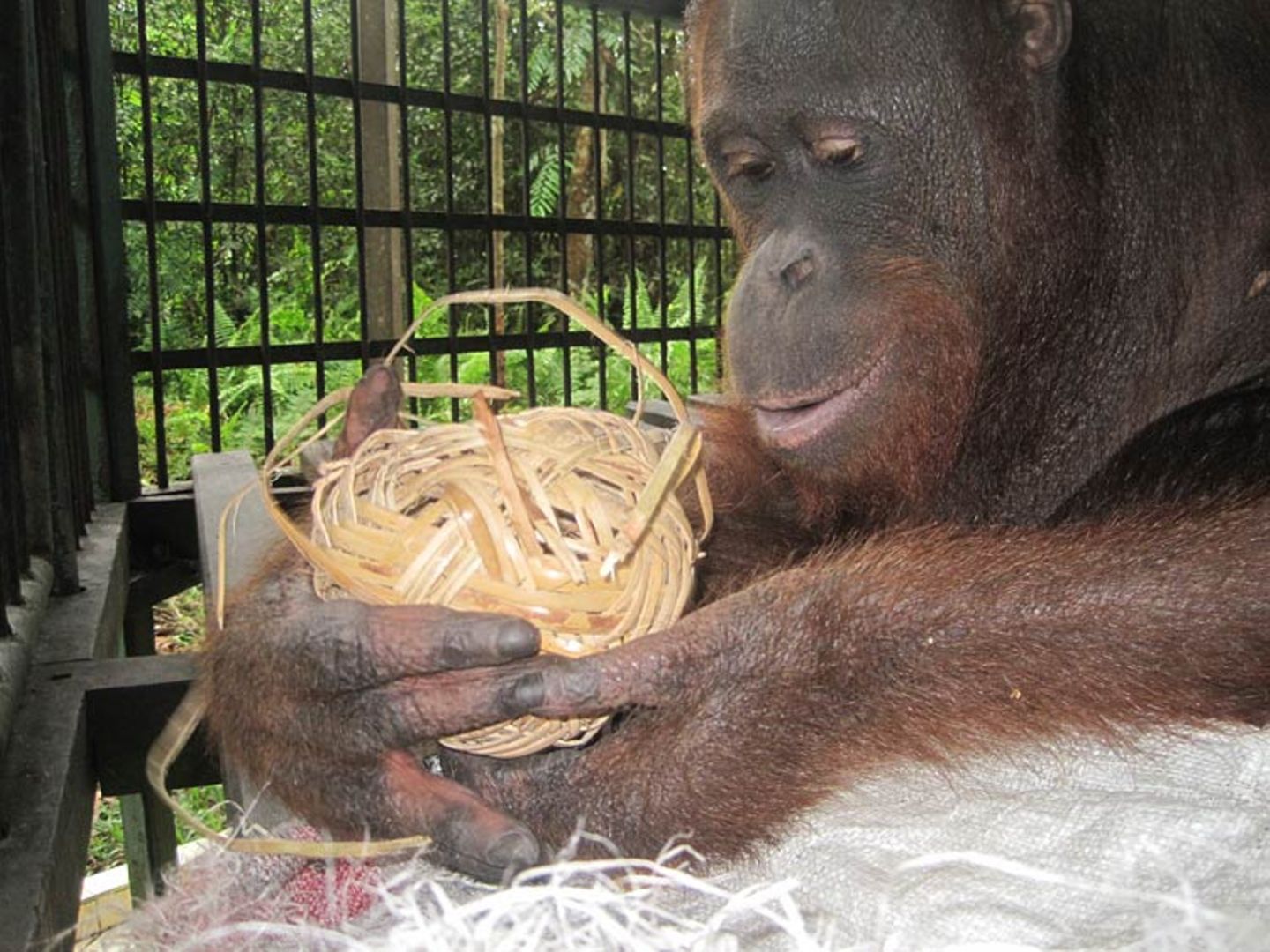 Menschenaffen: Orang-Utans in Not - Bild 11