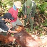 Menschenaffen: Orang-Utans in Not - Bild 12