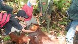 Menschenaffen: Orang-Utans in Not - Bild 12