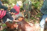 Menschenaffen: Orang-Utans in Not - Bild 12