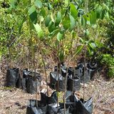 Menschenaffen: Orang-Utans in Not - Bild 13