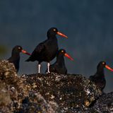 Klippen-Austernfischer