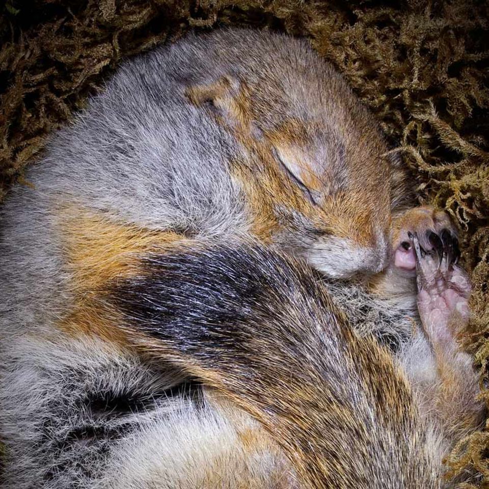Fotogalerie: Tiere im Winterschlaf