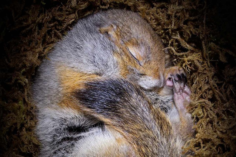 Fotogalerie: Tiere im Winterschlaf
