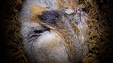 Fotogalerie: Tiere im Winterschlaf