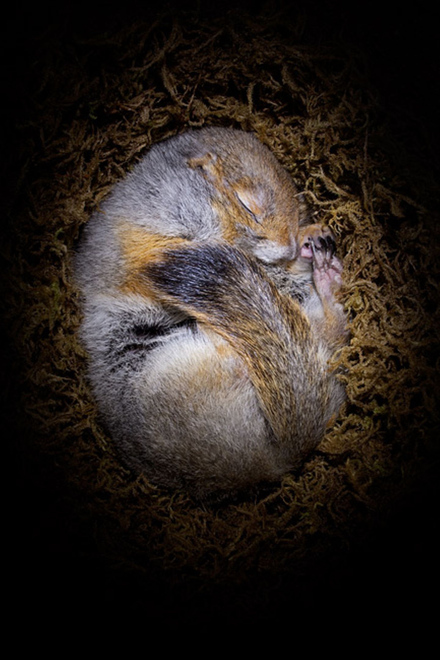 Fotogalerie: Tiere im Winterschlaf