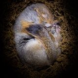 Fotogalerie: Tiere im Winterschlaf