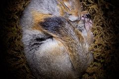 Fotogalerie: Tiere im Winterschlaf