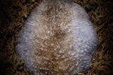 Fotogalerie: Tiere im Winterschlaf - Bild 2