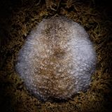 Fotogalerie: Tiere im Winterschlaf - Bild 2