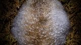 Fotogalerie: Tiere im Winterschlaf - Bild 2