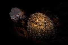 Fotogalerie: Tiere im Winterschlaf - Bild 3