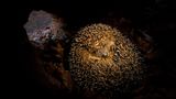 Fotogalerie: Tiere im Winterschlaf - Bild 3