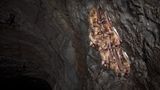 Fotogalerie: Tiere im Winterschlaf - Bild 4