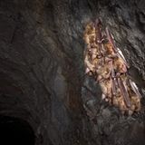 Fotogalerie: Tiere im Winterschlaf - Bild 4