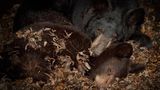 Fotogalerie: Tiere im Winterschlaf - Bild 5