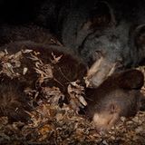 Fotogalerie: Tiere im Winterschlaf - Bild 5