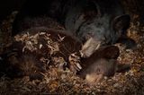 Fotogalerie: Tiere im Winterschlaf - Bild 5