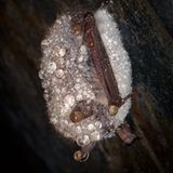 Fotogalerie: Tiere im Winterschlaf - Bild 6