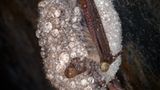 Fotogalerie: Tiere im Winterschlaf - Bild 6