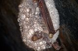 Fotogalerie: Tiere im Winterschlaf - Bild 6