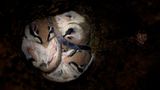 Fotogalerie: Tiere im Winterschlaf - Bild 7