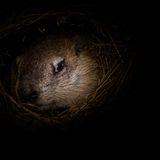 Fotogalerie: Tiere im Winterschlaf - Bild 8